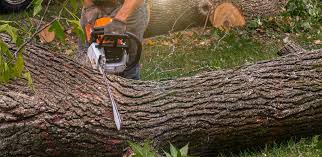 Tree and Shrub Care in Bellevue, NE